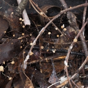 Marasmius crinisequi at Paddys River, ACT - 8 Jun 2016