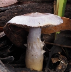 Cortinarius sp. (Cortinarius) at Paddys River, ACT - 8 Jun 2016 by KenT