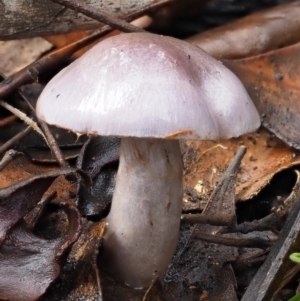 Cortinarius sp. - lilac, blue(ish), purple(ish) at Namadgi National Park - 8 Jun 2016