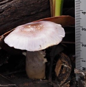 Cortinarius sp. - lilac, blue(ish), purple(ish) at Namadgi National Park - 8 Jun 2016