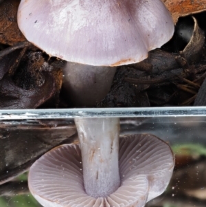 Cortinarius sp. - lilac, blue(ish), purple(ish) at Namadgi National Park - 8 Jun 2016