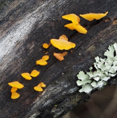 Dacryopinax spathularia (Dacryopinax spathularia) at Namadgi National Park - 8 Jun 2016 by KenT