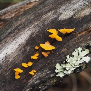 Dacryopinax spathularia at Paddys River, ACT - 8 Jun 2016