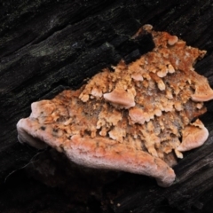 Rhodofomitopsis lilacinogilva complex at Paddys River, ACT - 8 Jun 2016 11:00 AM