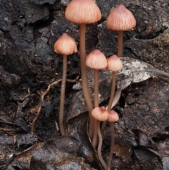 Mycena sp. (Mycena) at Namadgi National Park - 8 Jun 2016 by KenT