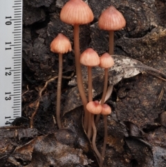 Mycena sp. at Paddys River, ACT - 8 Jun 2016