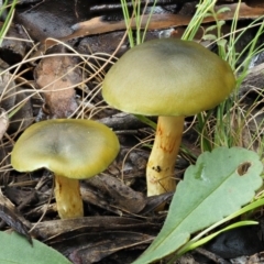 Dermocybe austroveneta (Green Skinhead) at Namadgi National Park - 8 Jun 2016 by KenT