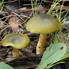 Cortinarius austrovenetus at Paddys River, ACT - 8 Jun 2016