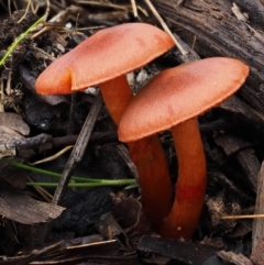 Dermocybe sp. (Dermocybe) at Namadgi National Park - 8 Jun 2016 by KenT