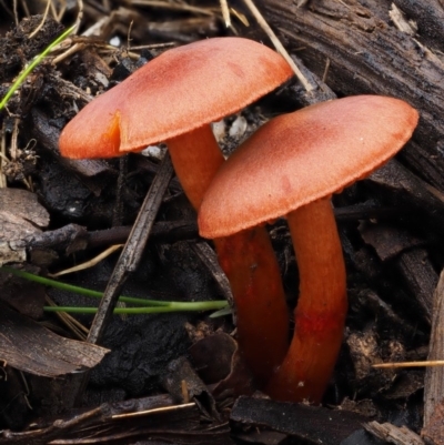 Dermocybe sp. (Dermocybe) at Paddys River, ACT - 8 Jun 2016 by KenT