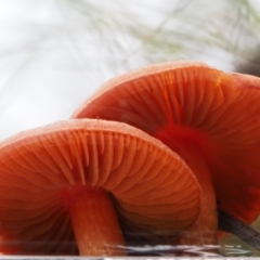 Dermocybe sp. at Paddys River, ACT - 8 Jun 2016