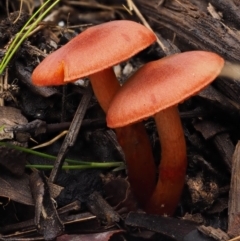 Dermocybe sp. at Paddys River, ACT - 8 Jun 2016