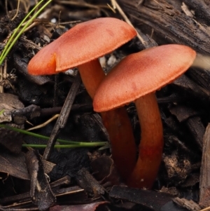 Dermocybe sp. at Paddys River, ACT - 8 Jun 2016 12:48 PM