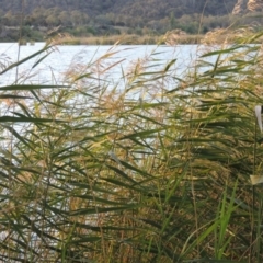 Phragmites australis (Common Reed) at Yarralumla, ACT - 9 Mar 2016 by michaelb