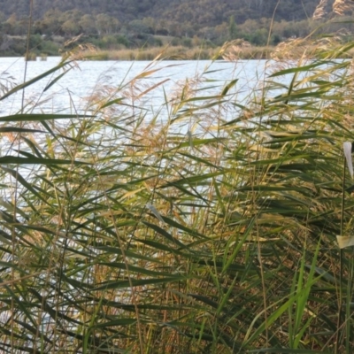 Phragmites australis (Common Reed) at Yarralumla, ACT - 9 Mar 2016 by MichaelBedingfield