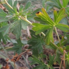 Geranium sp. Pleated sepals (D.E.Albrecht 4707) Vic. Herbarium at Yarralumla, ACT - 9 Mar 2016 by michaelb