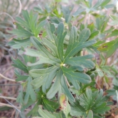 Geranium sp. Pleated sepals (D.E.Albrecht 4707) Vic. Herbarium at Lake Burley Griffin West - 9 Mar 2016 07:29 PM