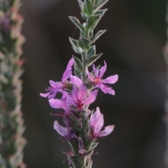 Lythrum salicaria (Purple Loosestrife) at Lake Burley Griffin West - 9 Mar 2016 by michaelb