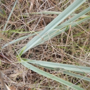 Dianella sp. aff. longifolia (Benambra) at Beard, ACT - 8 Jul 2016 12:01 PM