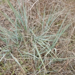 Dianella sp. aff. longifolia (Benambra) at Beard, ACT - 8 Jul 2016 12:01 PM