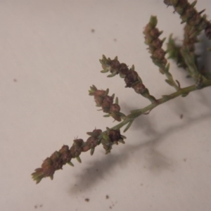 Maireana microphylla at Beard, ACT - 8 Jul 2016 01:18 PM