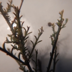 Maireana microphylla at Beard, ACT - 8 Jul 2016 01:18 PM