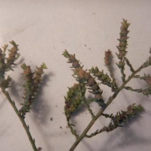 Maireana microphylla at Beard, ACT - 8 Jul 2016 01:18 PM