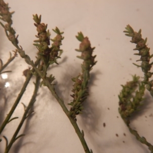 Maireana microphylla at Beard, ACT - 8 Jul 2016 01:18 PM