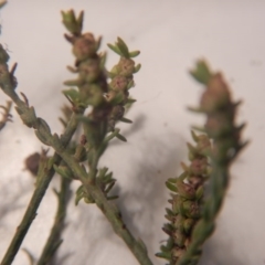 Maireana microphylla at Beard, ACT - 8 Jul 2016 01:18 PM