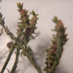 Maireana microphylla at Beard, ACT - 8 Jul 2016 01:18 PM