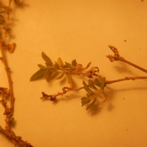 Atriplex semibaccata at Beard, ACT - 8 Jul 2016 01:28 PM