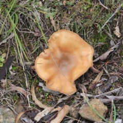 zz agaric (stem; gills not white/cream) at Canberra Central, ACT - 7 Jul 2016 by petersan