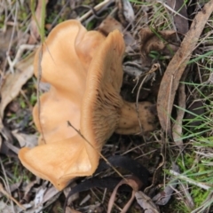 zz agaric (stem; gills not white/cream) at Canberra Central, ACT - 8 Jul 2016