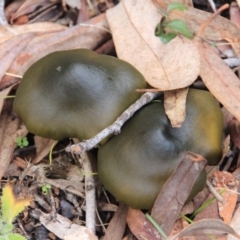 Dermocybe austroveneta (Green Skinhead) at Mount Majura - 7 Jul 2016 by petersan