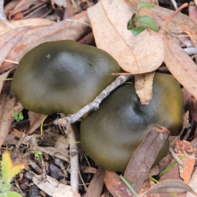 Cortinarius austrovenetus (Green Skinhead) at Canberra Central, ACT - 7 Jul 2016 by petersan