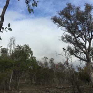 Zanda funerea at Majura, ACT - 8 Jul 2016 02:30 PM