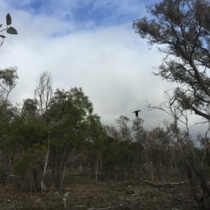 Zanda funerea at Majura, ACT - 8 Jul 2016 02:30 PM