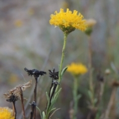 Rutidosis leptorhynchoides (Button Wrinklewort) at Attunga Point - 9 Mar 2016 by michaelb