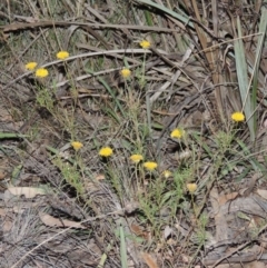 Rutidosis leptorhynchoides (Button Wrinklewort) at Yarralumla, ACT - 9 Mar 2016 by michaelb