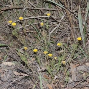 Rutidosis leptorhynchoides at Yarralumla, ACT - 9 Mar 2016