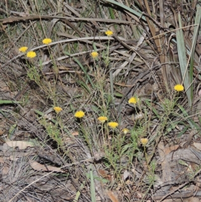 Rutidosis leptorhynchoides (Button Wrinklewort) at Stirling Park - 9 Mar 2016 by MichaelBedingfield