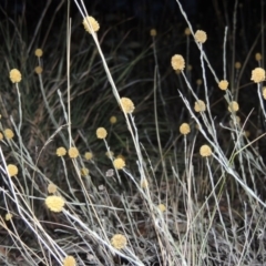 Calocephalus citreus (Lemon Beauty Heads) at Stirling Park - 9 Mar 2016 by michaelb