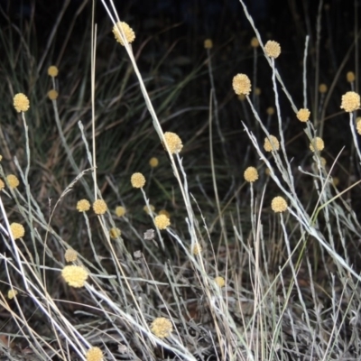 Calocephalus citreus (Lemon Beauty Heads) at Stirling Park - 9 Mar 2016 by MichaelBedingfield