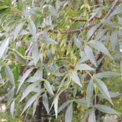 Fraxinus angustifolia (Desert Ash) at Yarralumla, ACT - 24 Mar 2016 by MichaelBedingfield