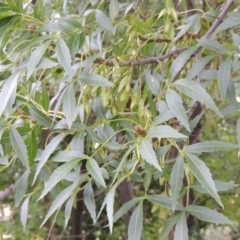 Fraxinus angustifolia (Desert Ash) at Lake Burley Griffin West - 24 Mar 2016 by michaelb