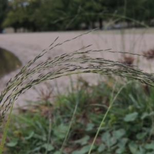 Eragrostis parviflora at Yarralumla, ACT - 24 Mar 2016