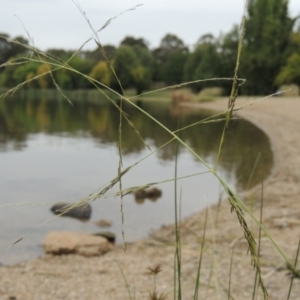 Eragrostis parviflora at Yarralumla, ACT - 24 Mar 2016 05:40 PM