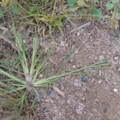 Eleusine indica (Crowsfoot Grass) at Lake Burley Griffin West - 24 Mar 2016 by michaelb