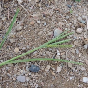 Eleusine indica at Yarralumla, ACT - 24 Mar 2016 05:41 PM