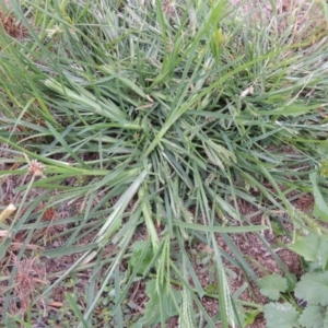 Eleusine indica at Yarralumla, ACT - 24 Mar 2016 05:41 PM